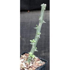 Adenia globosa (rooted cuttings) 4-inch pots