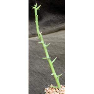Adenia globosa (rooted cuttings) 5-inch pots