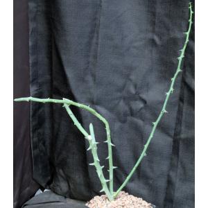 Adenia globosa (rooted cuttings) one-gallon pots