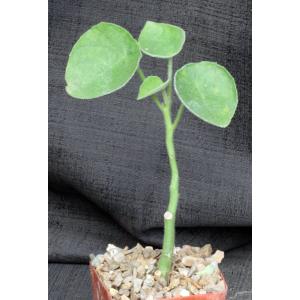 Adenia keramanthus 4-inch pots