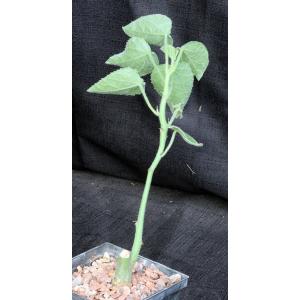 Adenia keramanthus 5-inch pots