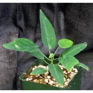 Adenia monadelpha 4-inch pots