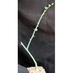 Adenia pseudoglobosa (rooted cuttings) 4-inch pots