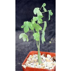 Adenia spinosa 4-inch pots