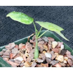 Adenia stylosa 4-inch pots