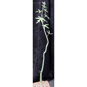 Adenia venenata one-gallon pots
