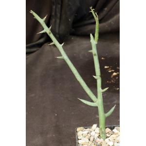 Adenia globosa (rooted cuttings) 4-inch pots