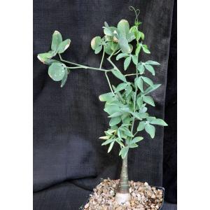 Adenia glauca one-gallon pots