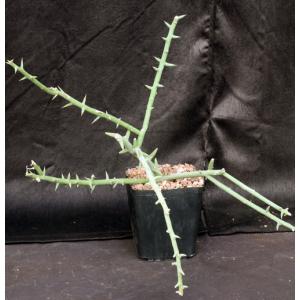 Adenia globosa (rooted cuttings) one-gallon pots