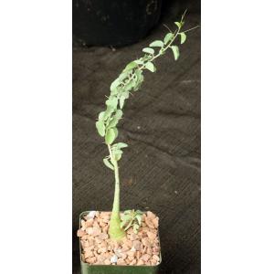 Adenia spinosa 3-inch pots