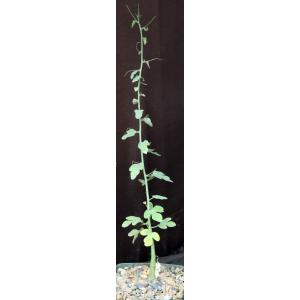 Adenia spinosa 5-inch pots