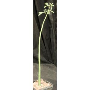 Adenia venenata 5-inch pots