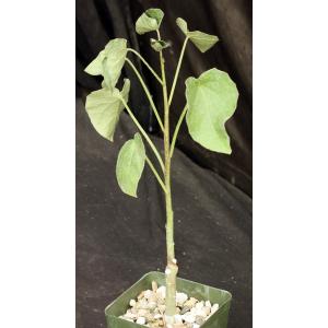 Adenia volkensii 4-inch pots