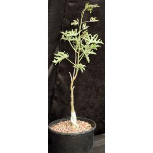 Adenia volkensii 2-gallon pots