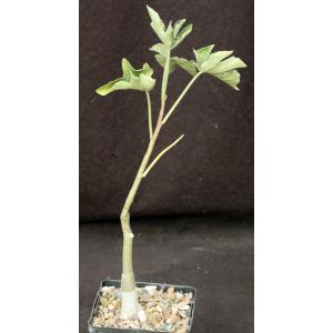 Adenia volkensii 5-inch pots