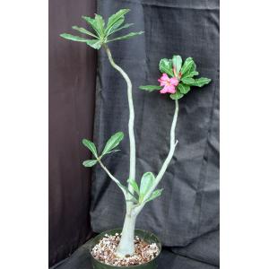 Adenium arabicum x obesum 8-inch pots