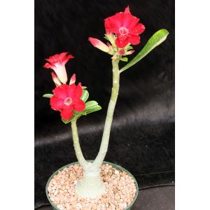 Adenium obesum cv Tropica Double-Red 169 6-inch pots