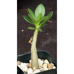 Adenium arabicum cv Black Giant x self 2-inch pots
