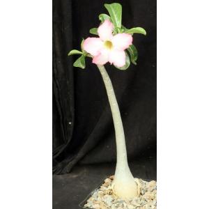 Adenium obesum cv Merrylynns Pink one-gallon pots