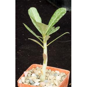 Adenium somalense var. crispum 3-inch pots