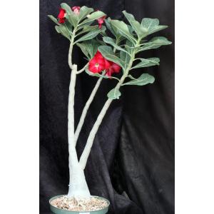 Adenium obesum cv Tropica 1121 x AR 8-inch pots