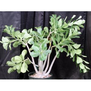 Adenium GRT Green x G Red 4-gallon pots