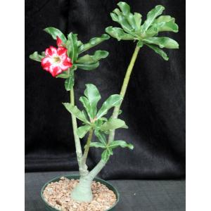 Adenium obesum cv Tropica 322 6-inch pots