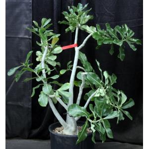 Adenium 6-20 4-gallon pots