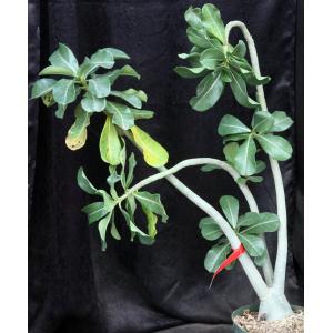 Adenium 776 x 1094 8-inch pots