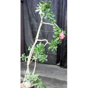 Adenium 827 x 927 4-gallon pots