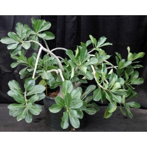 Adenium 936 x 403 5-gallon pots