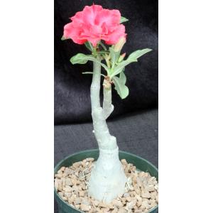Adenium obesum cv Tropica BA-11 6-inch pots