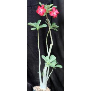Adenium obesum cv Tropica GG x 403 6-inch pots