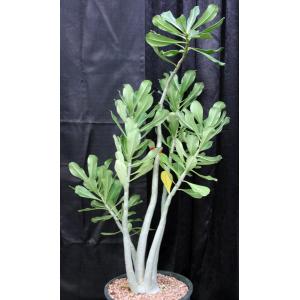 Adenium GG x 978 5-gallon pots