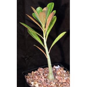 Adenium cv ‘Lily\' x 286 x crispum one-gallon pots