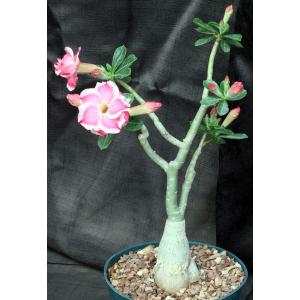 Adenium obesum cv VB-288 Double Whirl 6-inch pots