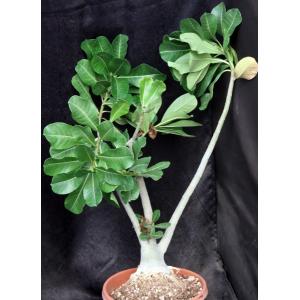 Adenium arabicum hybrid 1094 x 776 8-inch pots