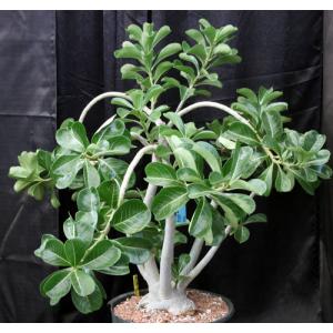 Adenium GG x GR 5-gallon pots