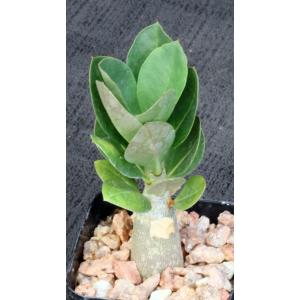 Adenium arabicum 2-inch pots