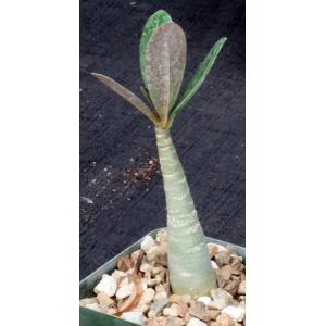 Adenium arabicum cv Black Giant x self 4-inch pots