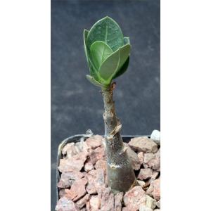 Adenium arabicum cv \'Fat Guy\' x self 2-inch pots