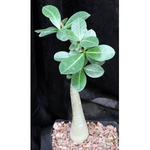 Adenium arabicum cv Fat Guy x self one-gallon pots