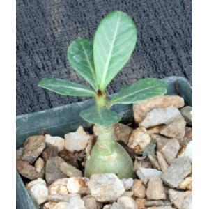 Adenium arabicum cv Fat Guy x self 3-inch pots
