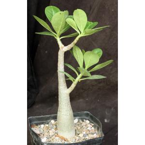 Adenium arabicum cv Fat Guy x self one-gallon pots