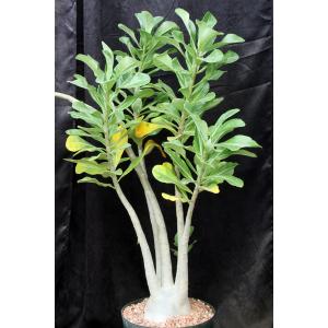 Adenium arabicum 125 pink 3-gallon pots