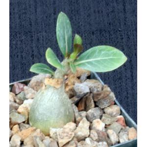 Adenium arabicum cv Fat Guy x self 3-inch pots