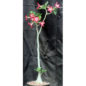 Adenium obesum cv Black Ruby x self 8-inch pots
