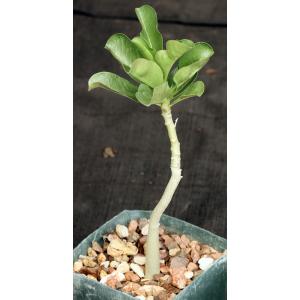Adenium boehmianum cv Raspberry Pastel 4-inch pots