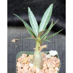Adenium crispum x arabicum 2-inch pots