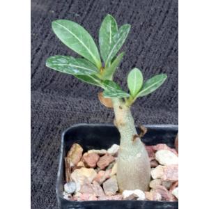 Adenium cv Bouquet 2-inch pots